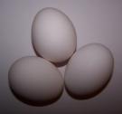 Egg