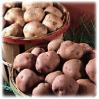 Potato