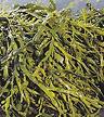 Seaweed
