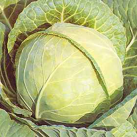 Cabbage Pics